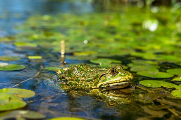 Болото с жабами