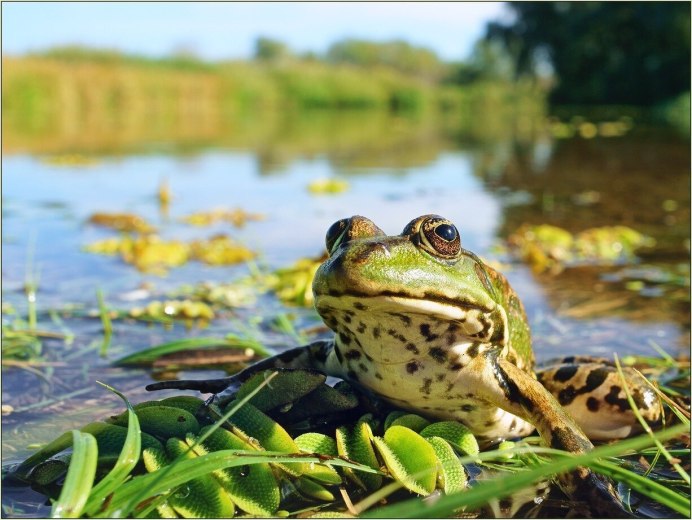 Лягушка Болотная