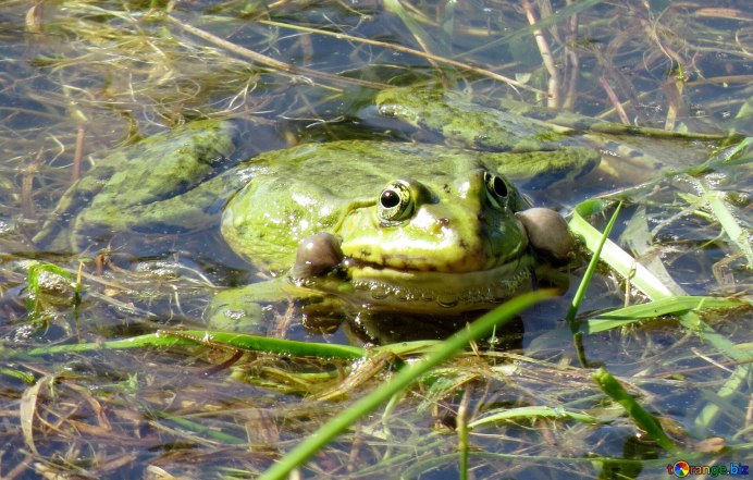 Головастик лягушки болотный