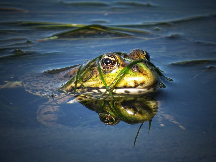 Лягушатник с лягушками