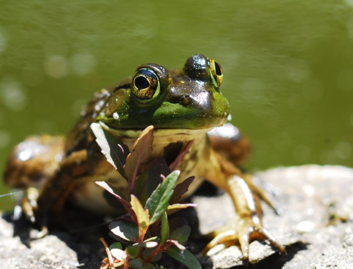 Болото с кувшинками и лягушками