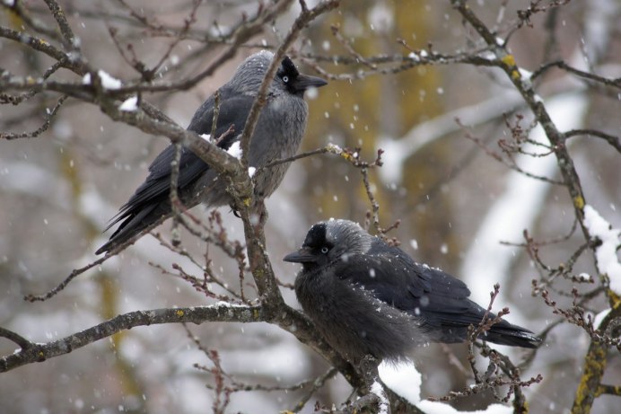 Corvus cornix