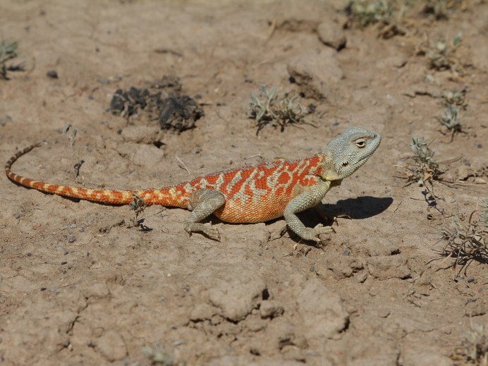 Trapelus sanguinolentus
