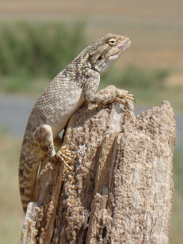Степная агама (Trapelus sanguinolentus)