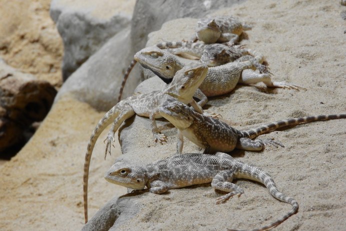 Trapelus sanguinolentus sanguinolentus