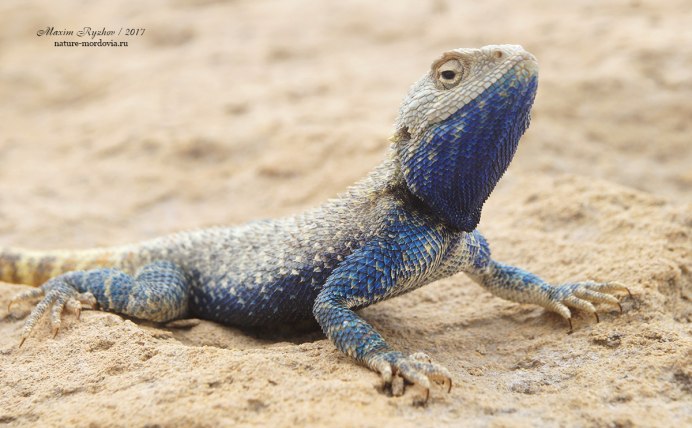 Trapelus sanguinolentus