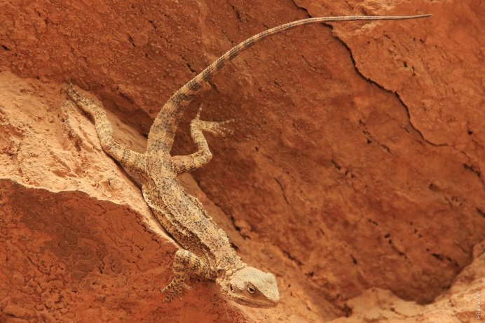 Ящерица Скальная (Darevskia Saxicola)