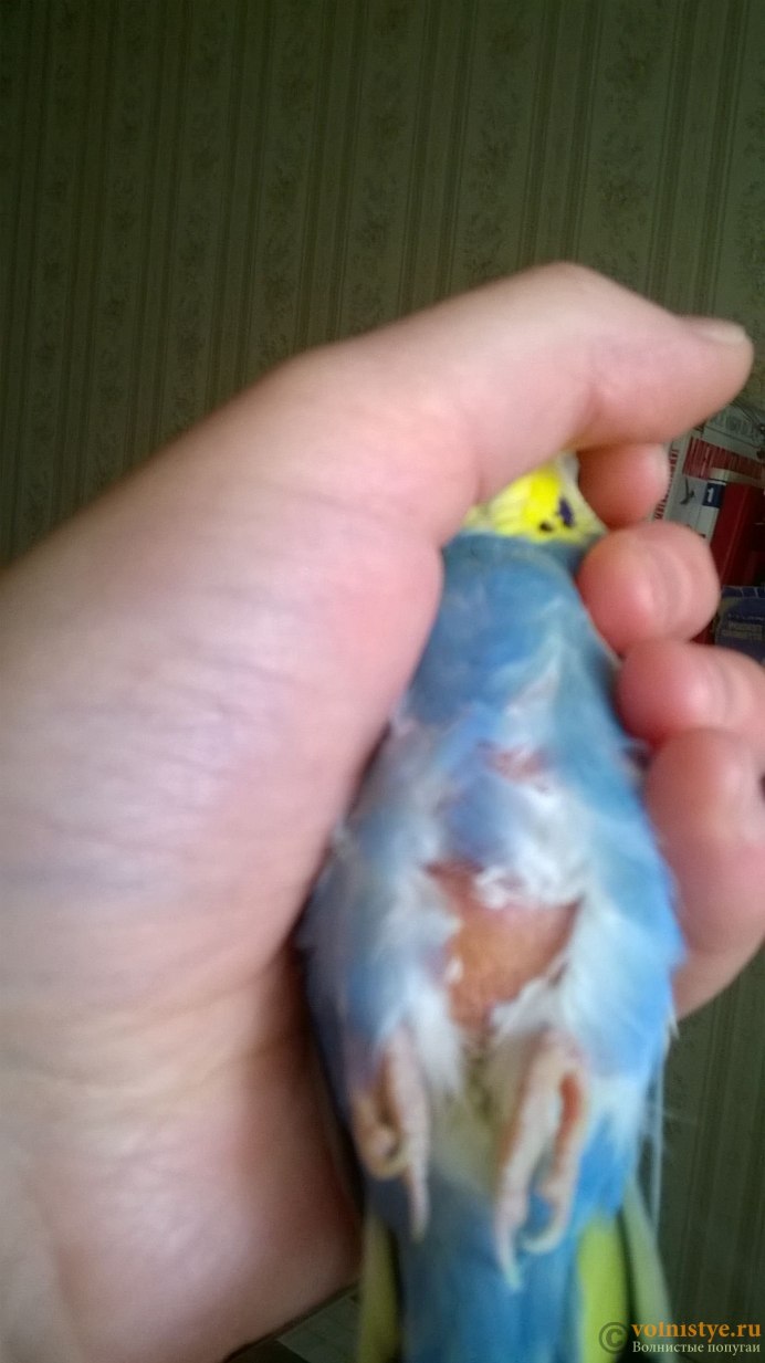 Попугай удивился яйцами