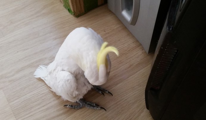 Птичка за моим окном