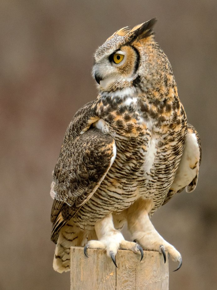 Филин (Bubo Bubo Linnaeus, 1758)