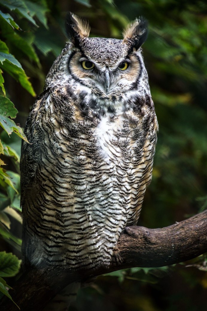 Европейский Филин (Bubo Bubo)