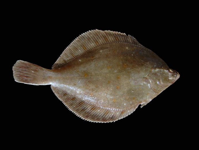 Камбала pleuronectes platessa