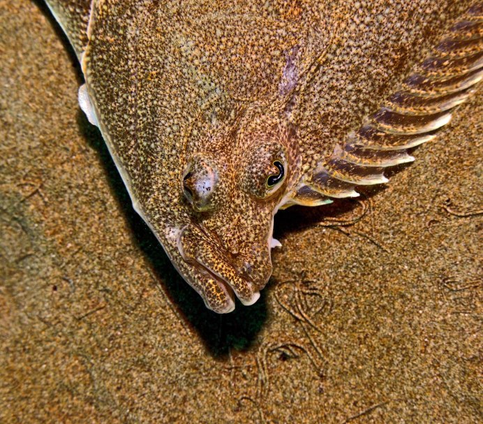 Морская камбала