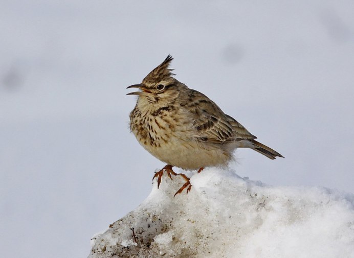 305. Серый Жаворонок (Calandrella rufescens)