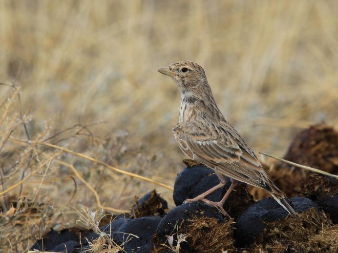 305. Серый Жаворонок (Calandrella rufescens)
