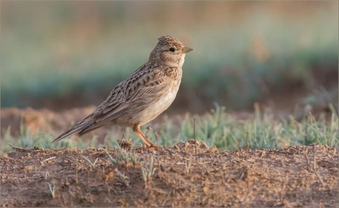 Calandrella rufescens