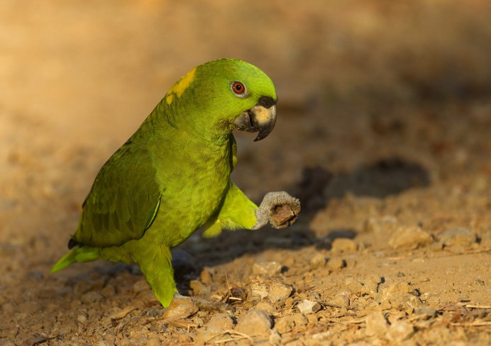 Попугай Амазон желтолобый