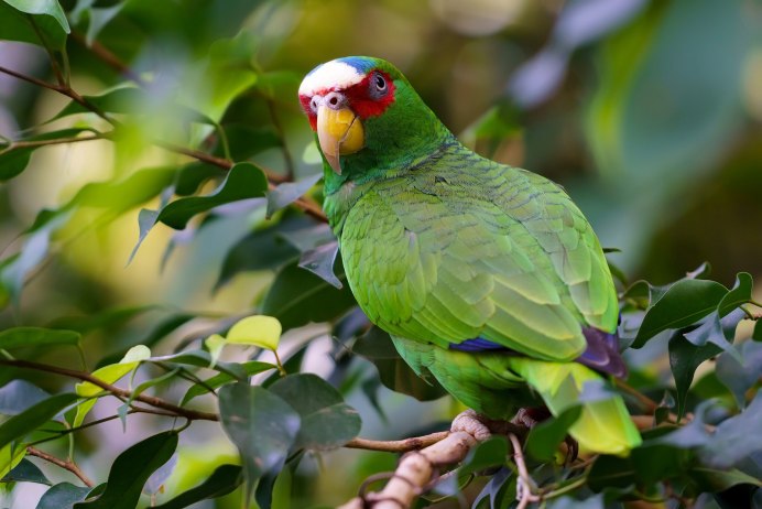Амазон попугай Размеры