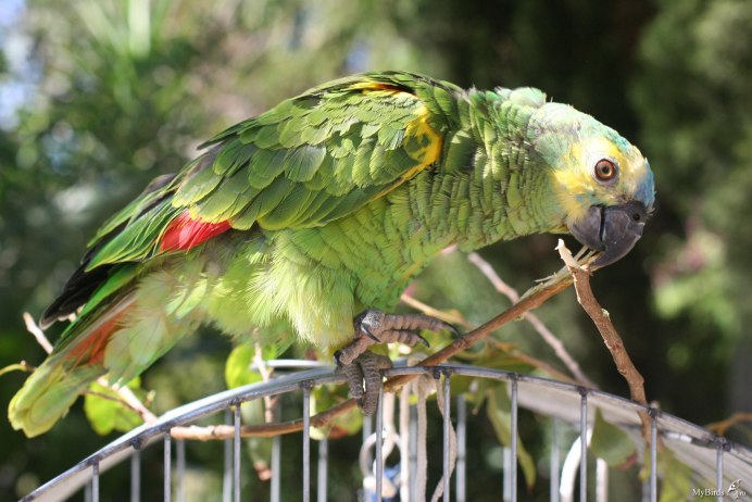 Попугай Амазон желтолобый
