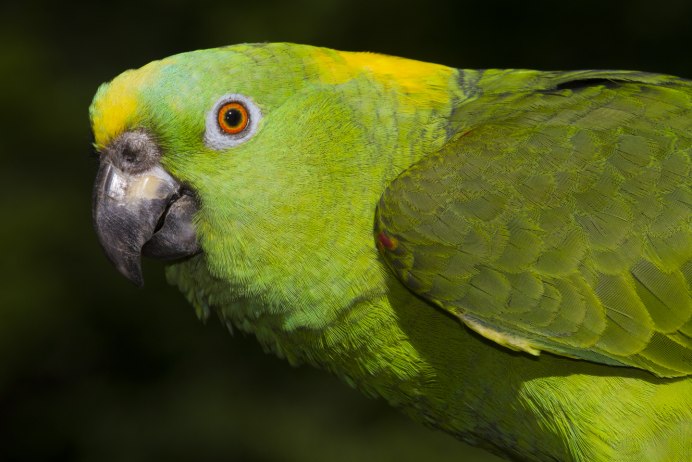 Попугай Амазон желтолобый