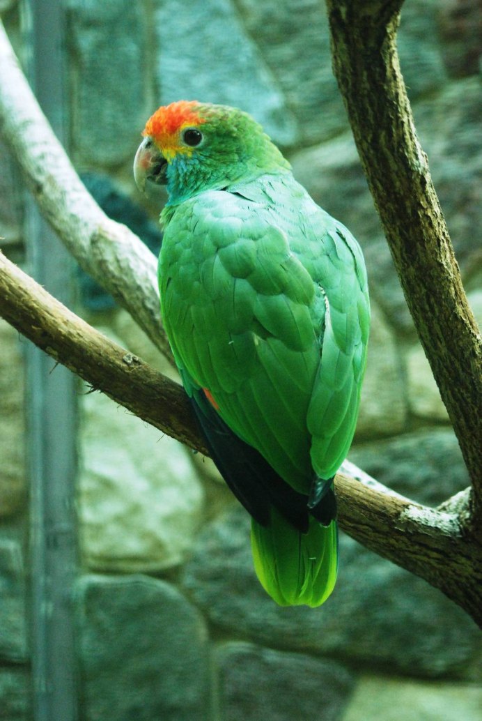 Венесуэльский Амазон попугай