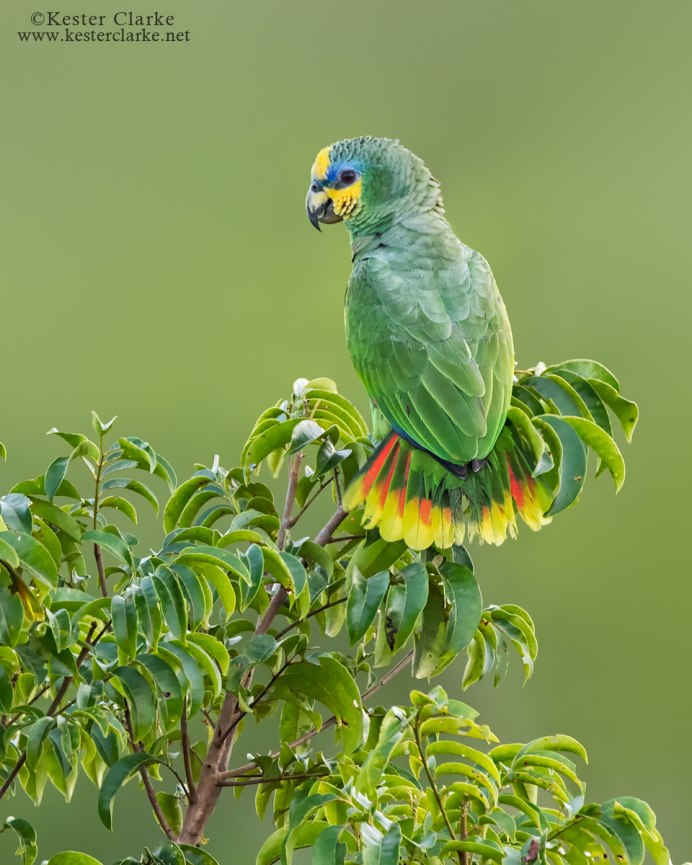 Желтошейный Амазон