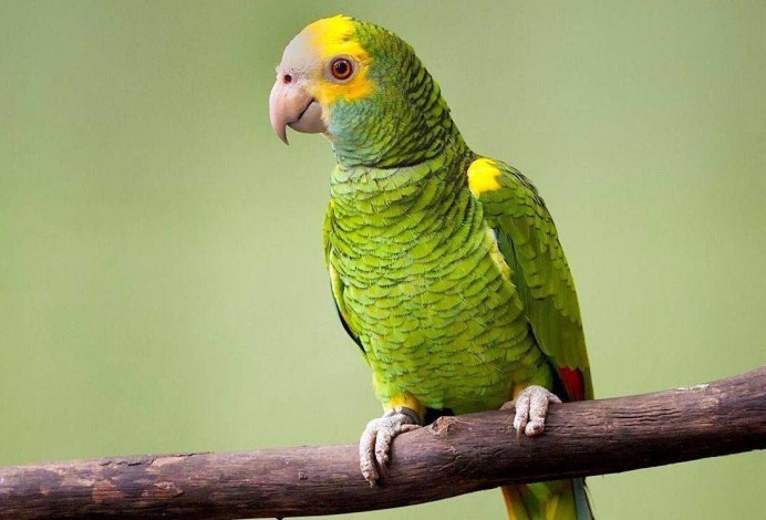 Попугай Амазон желтолобый
