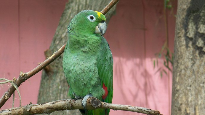 Венесуэльский Амазон