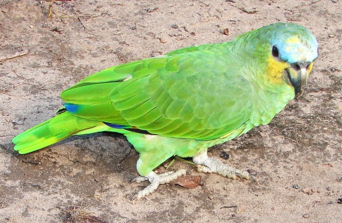 Желтоголовый Амазон