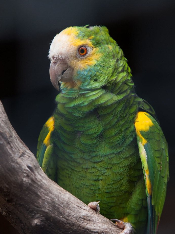 Ожереловый Амазон