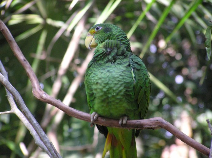 Амазон попугай