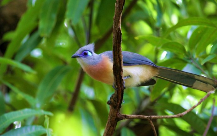Хохлатая Кукушка