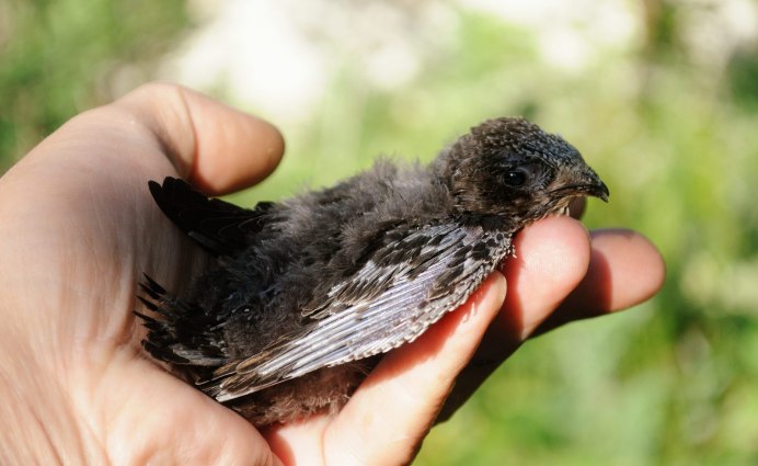 Птенец кукушки слеток