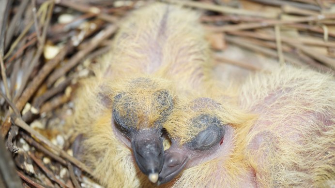 Хохлатая Мадагарская Кукушка