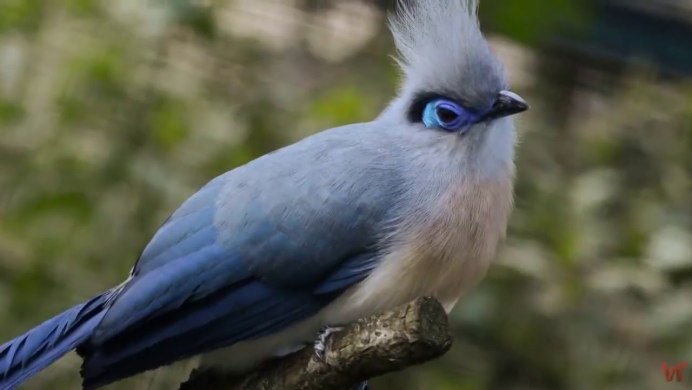 Чижик птенец