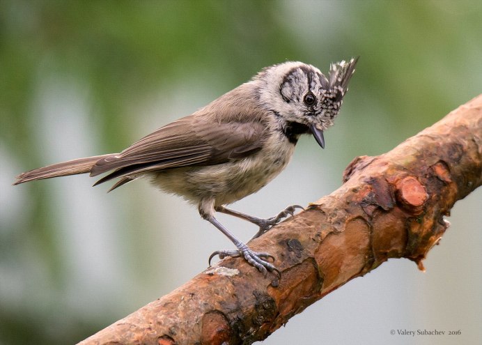 Мадагаскарская Кукушка птенец