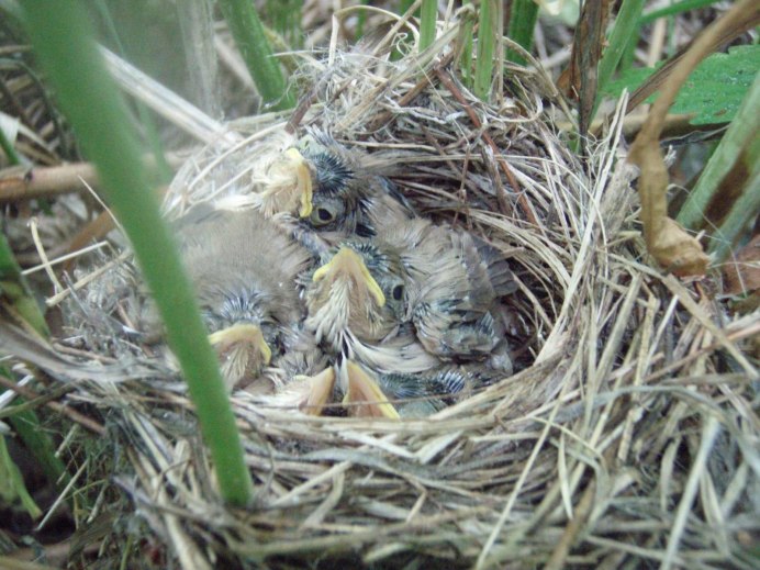 Африканская хохлатая Кукушка