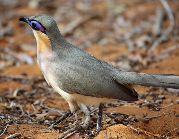 Мадагаскарская Кукушка Делаланда