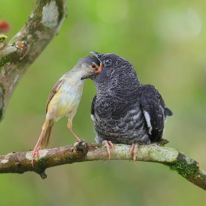 Скопец птица птенец
