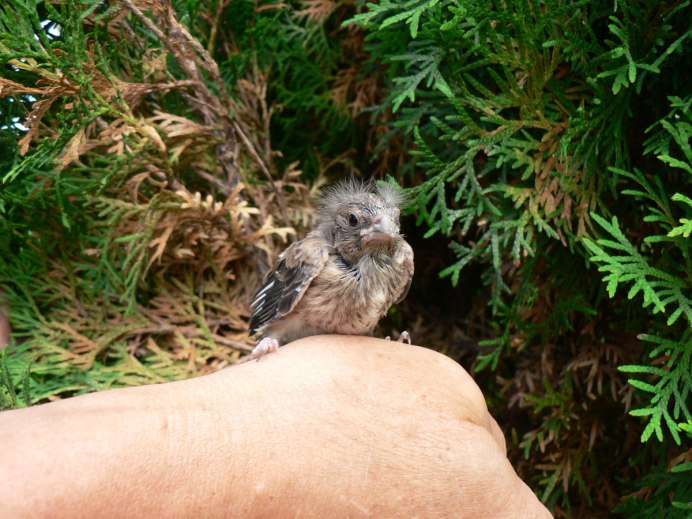 Коромандельская хохлатая Кукушка