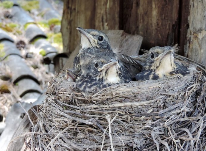 Самые красивые птицы хохлатый Дрозд