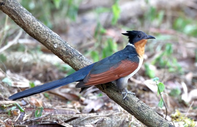 Хохлатая Кукушка