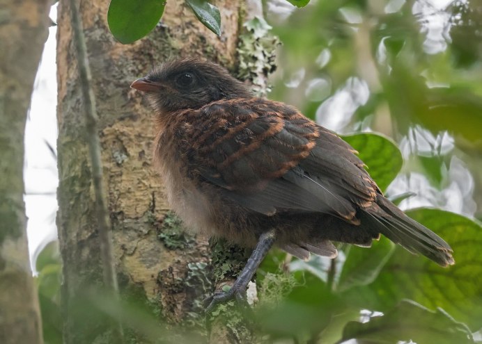 Голубая Кукушка
