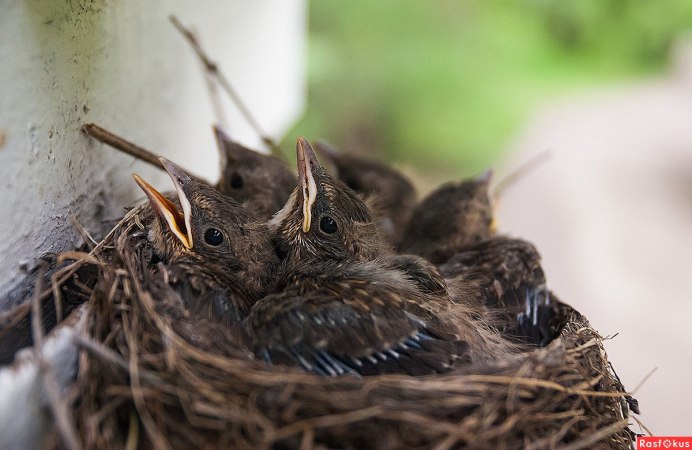 Обыкновенный скворец птенцы