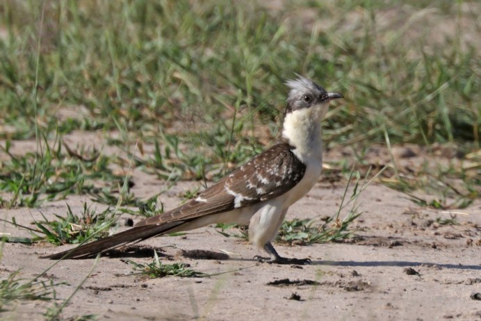 Птенец кукушки