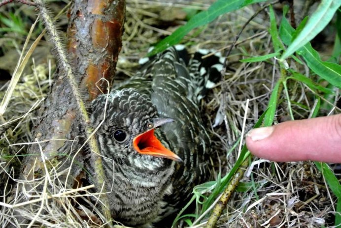 Птенец слеток мухоловки