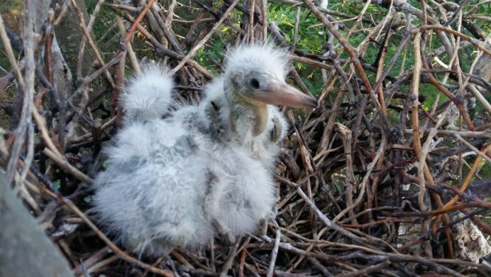 Самая страшная птица