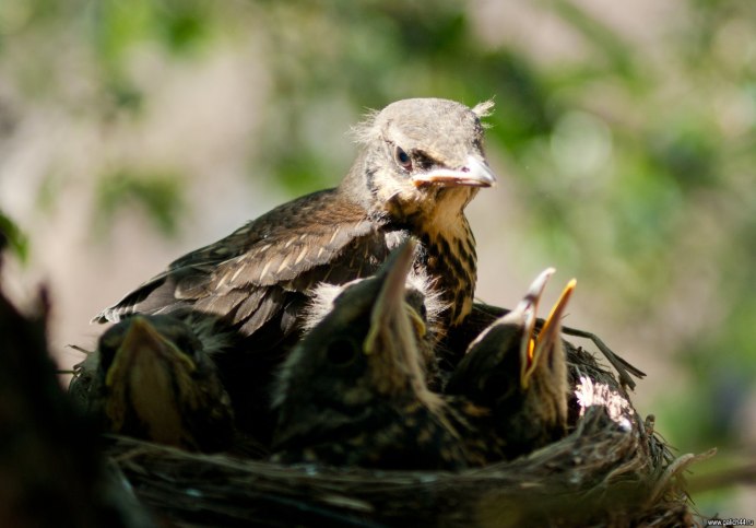 Мадагаскарский Кукушонок