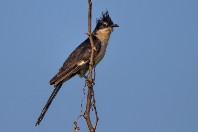 Коромандельская хохлатая Кукушка