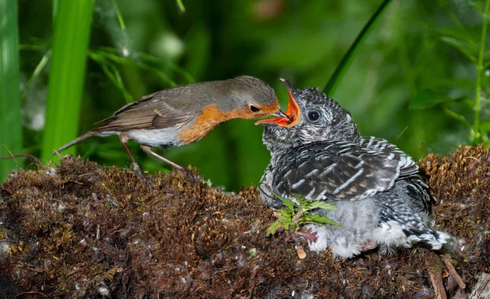 Болотная Камышовка яйца